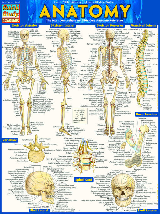 Title details for Anatomy--Reference Guide (8.5 x 11) by BarCharts, Inc. - Available